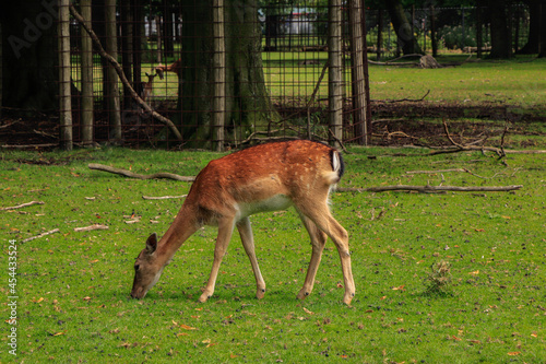 Fototapeta Naklejka Na Ścianę i Meble -  ciervos pastando en un parque de la ciudad. La haya, Paises bajos. Ciervo común o europeo. Cervus elaphus.