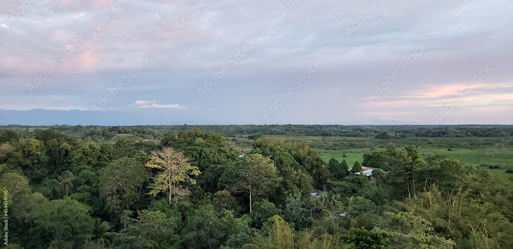 landscape with trees