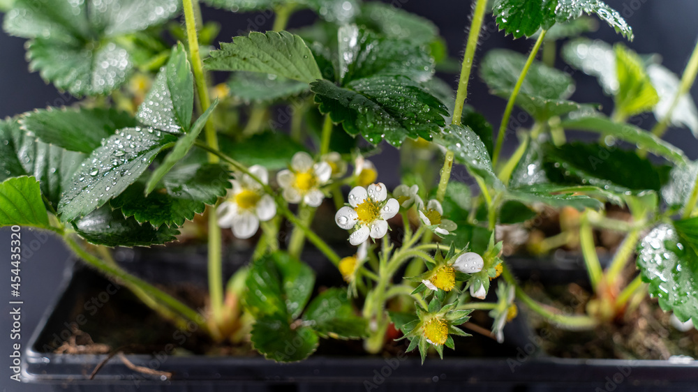 Obraz premium Strawberry in bloom, on black background, close-up 