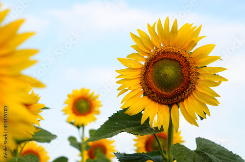 Fototapeta Naklejka Na Ścianę i Meble -  sunflower of the blue sky