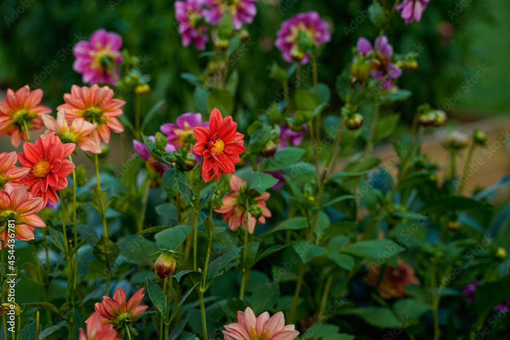 A flower bed full of single layer dahlia flowers. Red, pink, and white flowers.