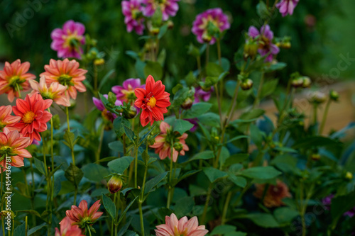 A flower bed full of single layer dahlia flowers. Red, pink, and white flowers. © Kathy