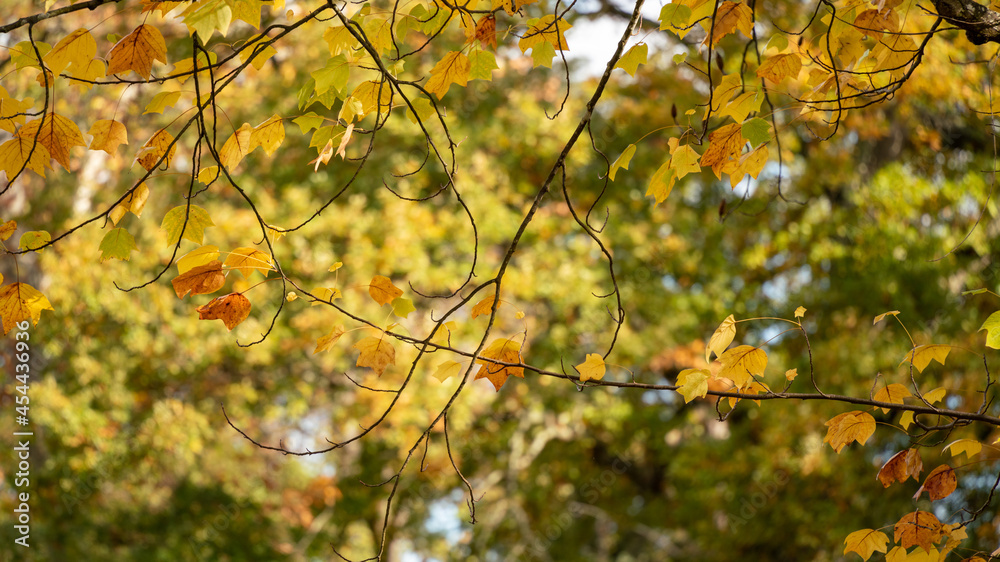 Magnificent view of fine intertwined branches with golden, orange foliage	