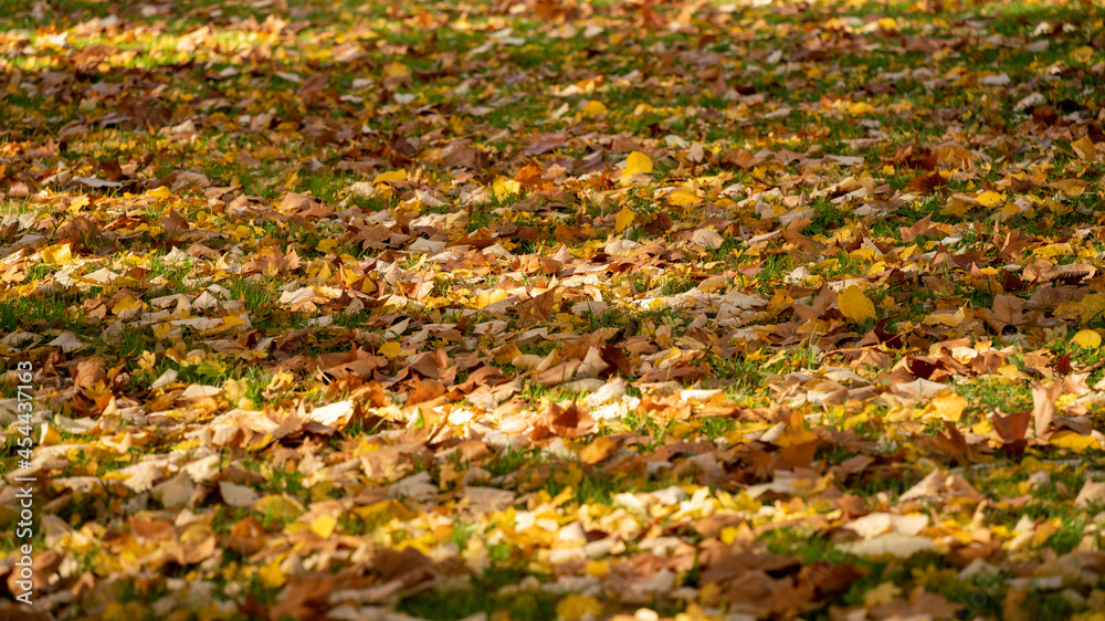 Close-up on the lawn of a park covered with multicolored leaves, in autumn	
