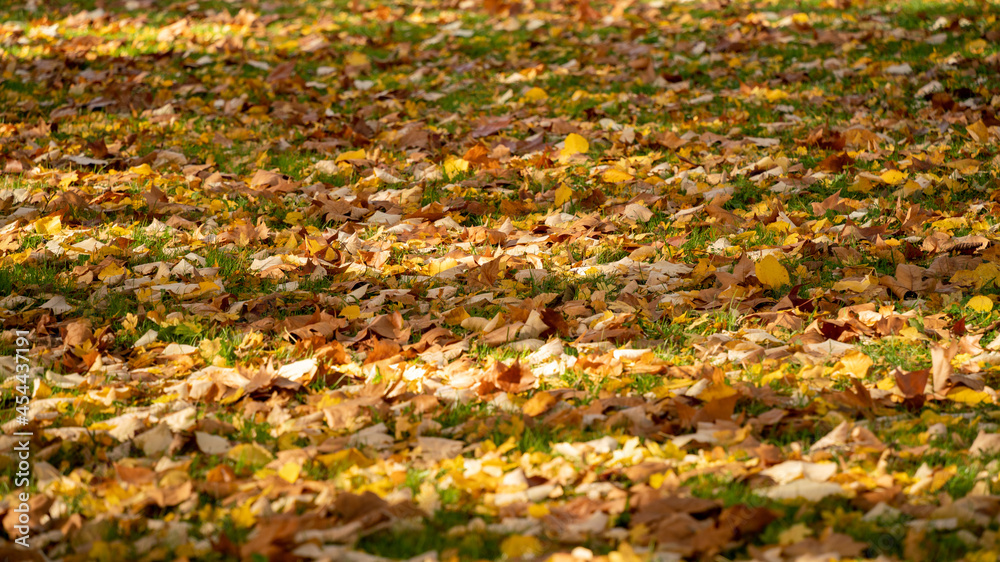 Close-up on the lawn of a park covered with multicolored leaves, in autumn	