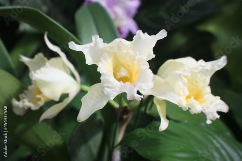 Triple White Blossoms