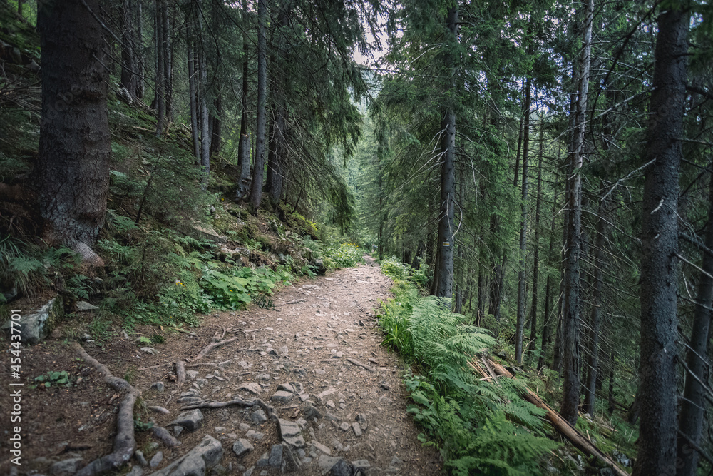dangerous mountain trails. walks in the woods on fast roads. concept of extreme recreation