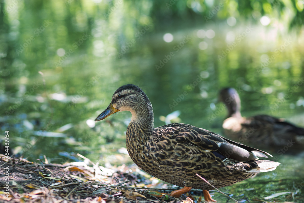 little goose by the lake. wildlife concept little goose by the lake. wildlife concept
