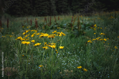 little yellow flowers growing on a meadow in the woods in the mountains