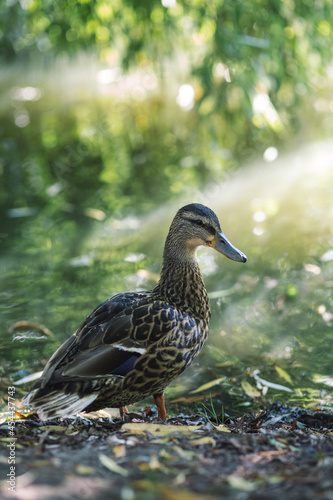 little goose by the lake in the sun. pets concept