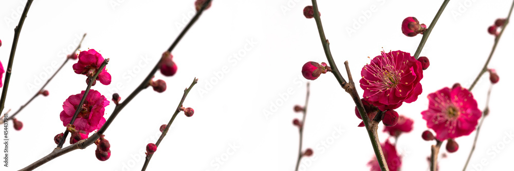 Panoramic photo of Red plum blossoms on a white background.