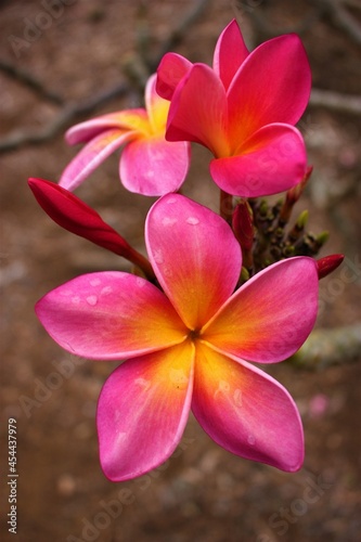 Pink And Orange Flowers