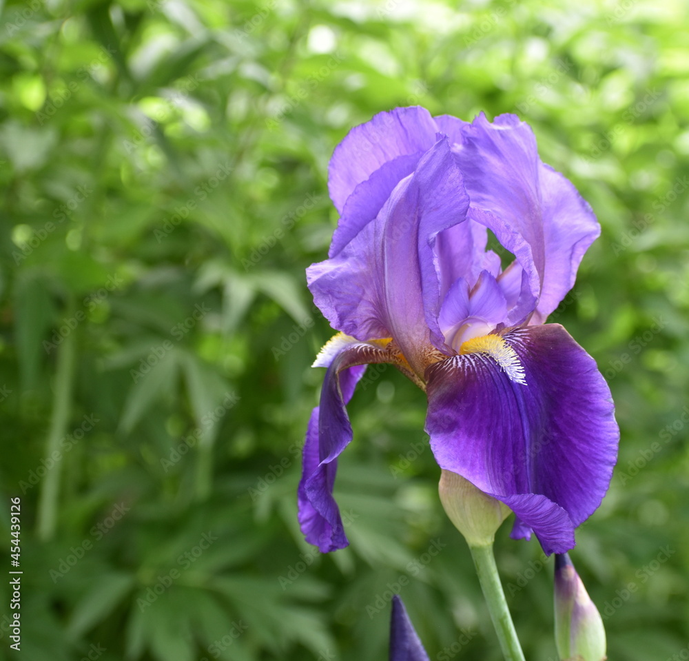 Single Purple Bearded Iris Blooming in Spring