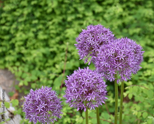 Purple Allium nigrum L. Black Garlic Giant Onion