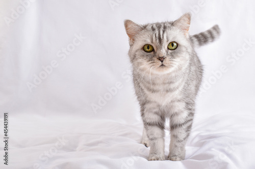 A gray striped cat stands on a white background.