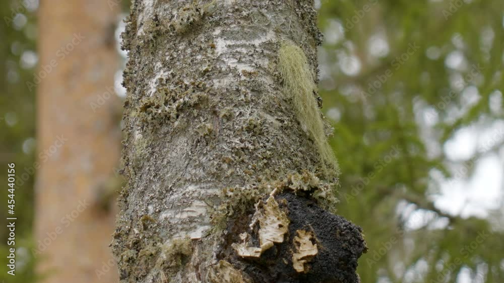 The black chaga mushroom on the tree trunk in the forest in Estonia The black chaga mushroom on the tree trunk in the forest in Estonia