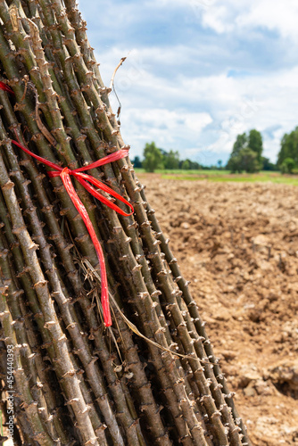 Stalk Cassava prepared for planting, asia, natural photo