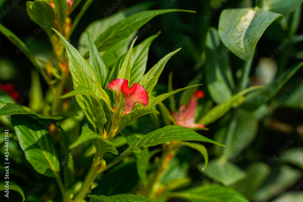 Bright, red, pink celosia flowers growing outdoors. Bright, red, pink celosia flowers growing outdoors.