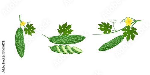 Vector illustration, Bitter melon or (Momordica Charantia), isolated on white background. photo
