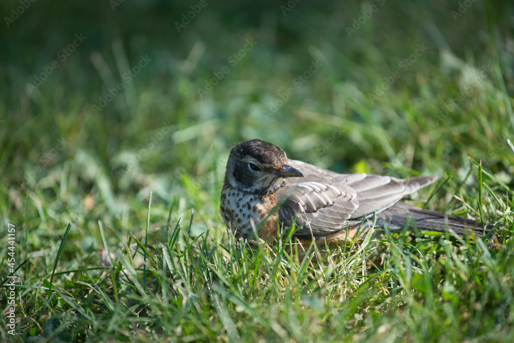  injured juvenile robin on the grass