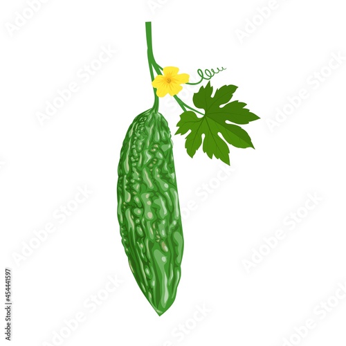 Vector illustration, Bitter melon or (Momordica Charantia), isolated on white background. photo