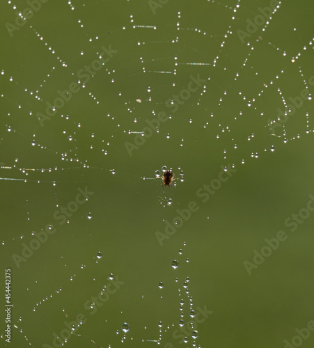 A tiny spider mite in a sunlit web with rain droplets
