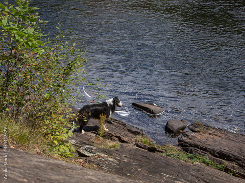 A collie Australian shepherd dog on rocky banks of a river in Ontario photo