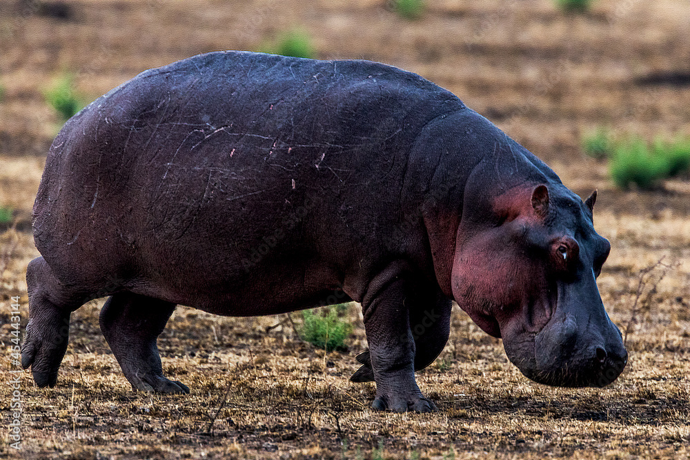 Ms. Grumpy headed t0 the waterhole in Tanzania,. Ms. Grumpy headed t0 the waterhole in Tanzania,.