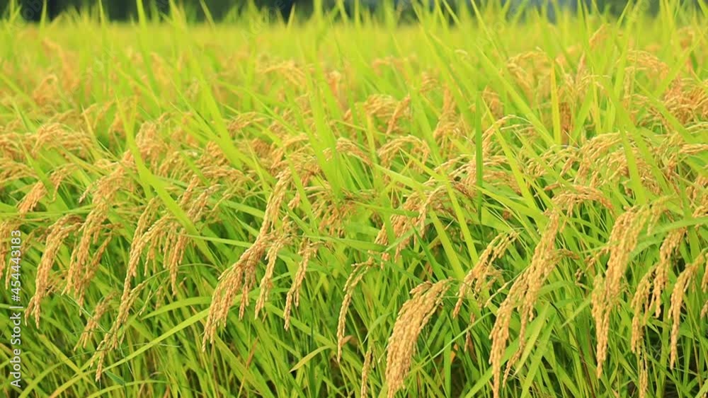 夕日に照らされる秋の稲穂　動きあり