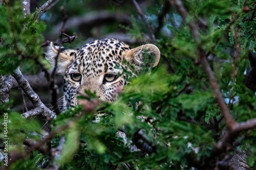 A leopard plays peek-a-boo  in the brush on a kopje in near the Mara in Tanzania photo
