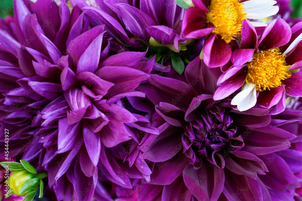 Obraz premium Large purple dahlia flowers fill this image.
