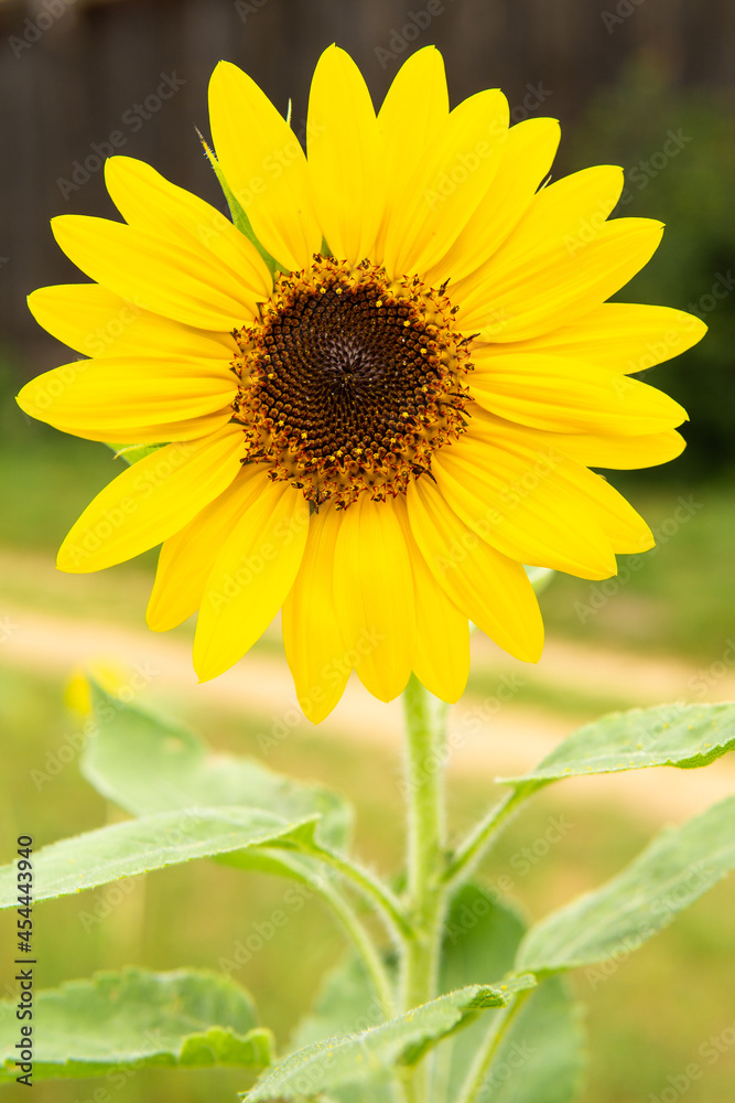An isolated sunflower in full bloom in Summer. An isolated sunflower in full bloom in Summer.