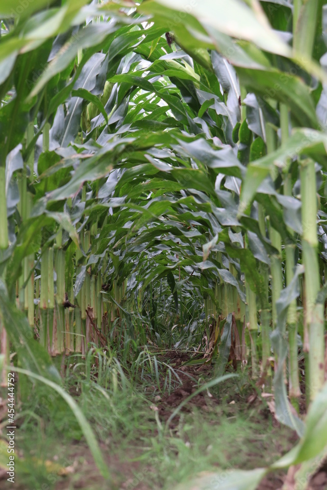corn corn