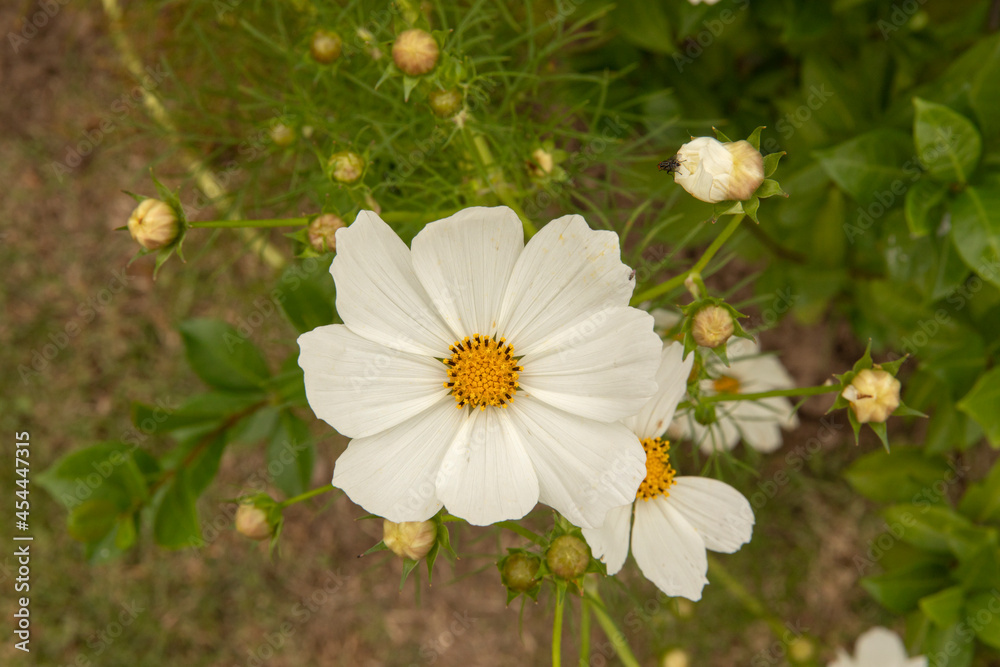 Flower background. Macro view of a Cosmo bipinnatus daisy, also known as Mexican Aster, spring blooming flower of white petals, growing in the park.