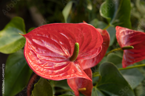 Tropical flora. Closeup view of Anthurium andreanum, also known as Flamingo Flower, red flower, blooming in the garden.