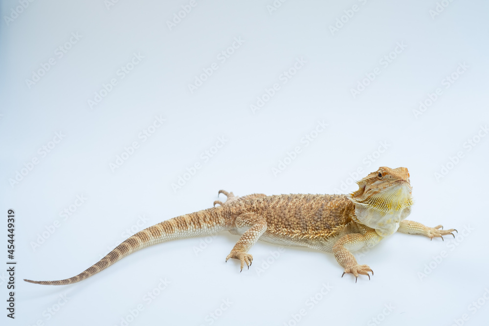 Naklejka premium bearded dragon on white background