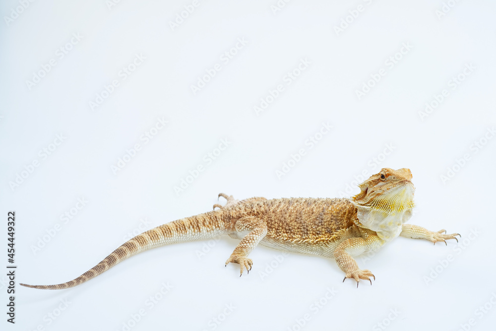 Naklejka premium bearded dragon on white background