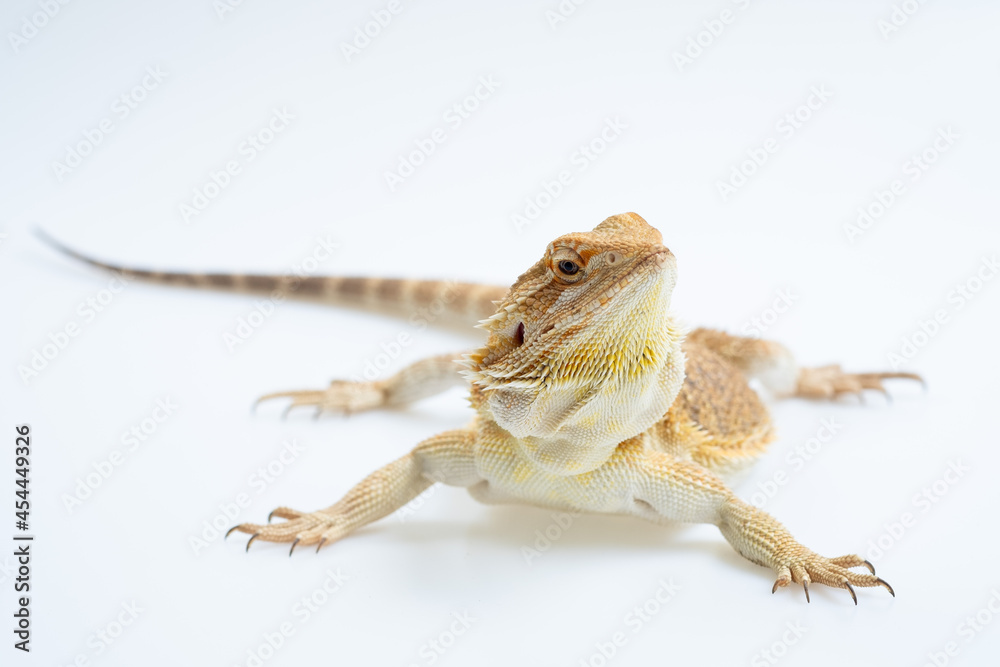 Obraz premium bearded dragon on white background