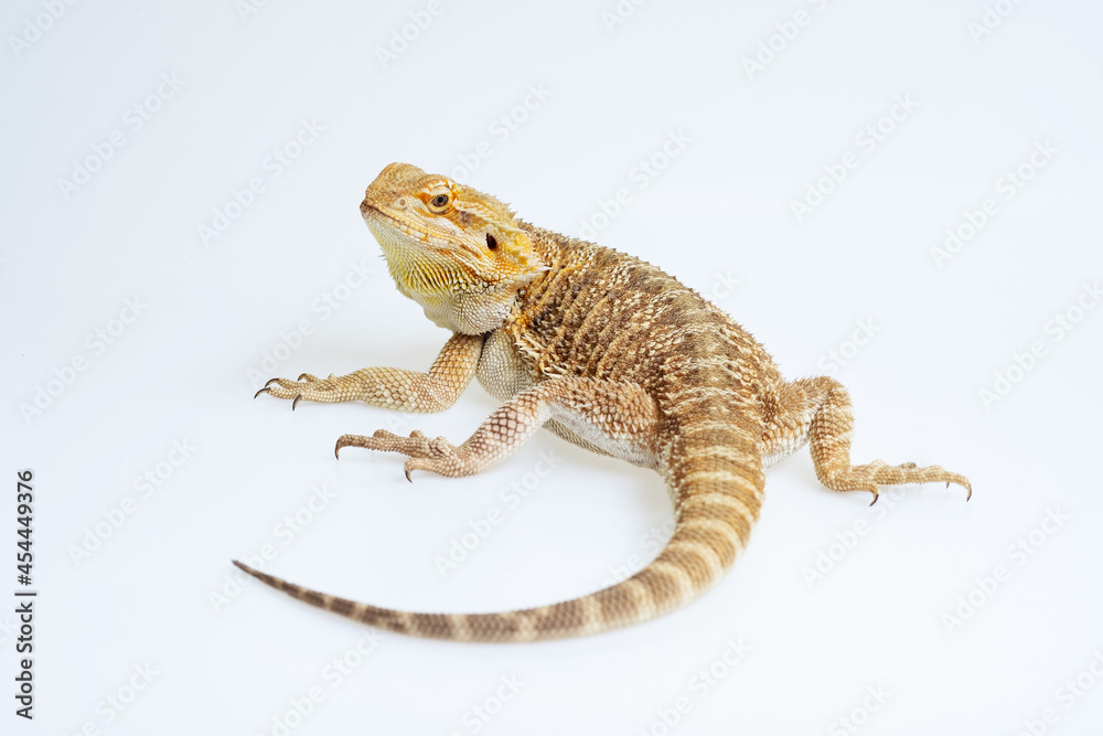 Naklejka premium bearded dragon on white background