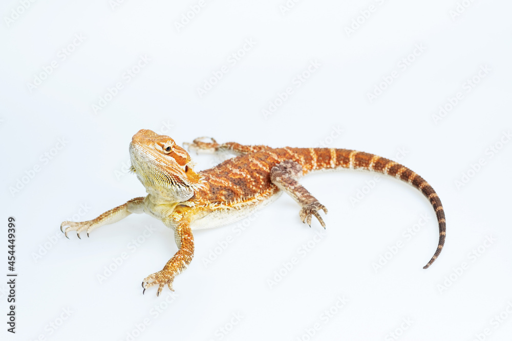 Naklejka premium bearded dragon on white background