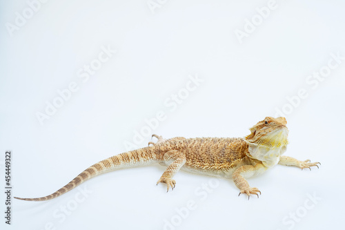 bearded dragon on white background