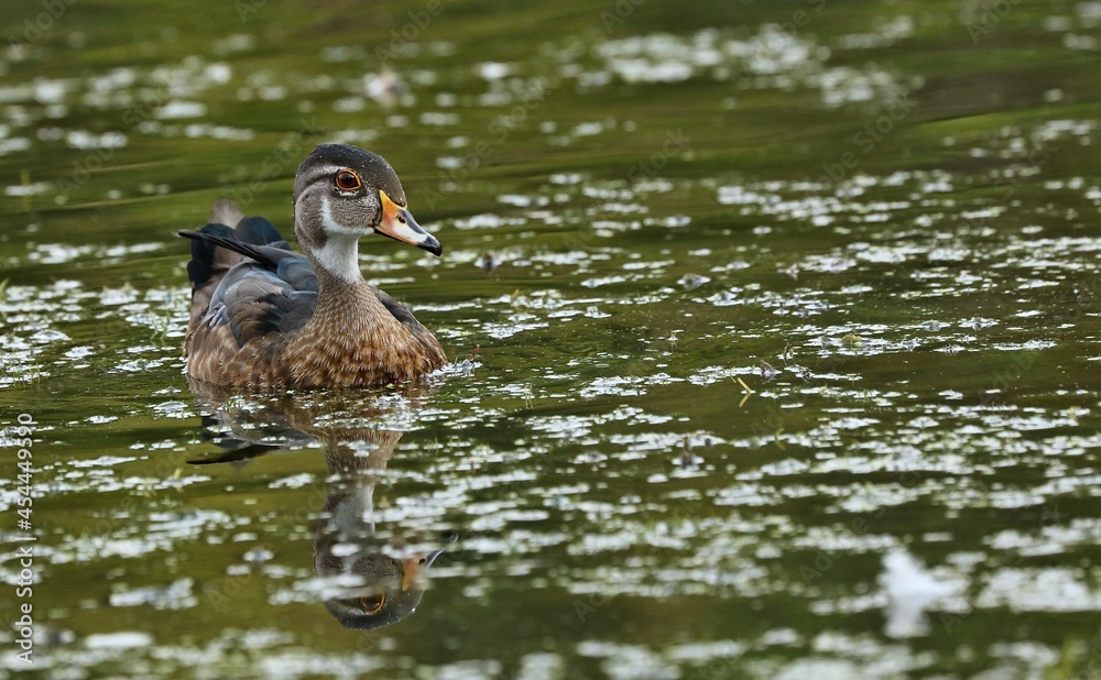 Wood Duck
Prefer riparian habitats, wooded swamps and freshwater marshes. Females nest in tree cavities or nest boxes and lay an average of 12 bone-white eggs. Wood Duck
Prefer riparian habitats, wooded swamps and freshwater marshes. Females nest in tree cavities or nest boxes and lay an average of 12 bone-white eggs.