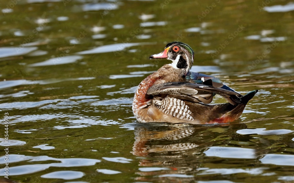 Fototapeta premium Wood Duck Prefer riparian habitats, wooded swamps and freshwater marshes. Females nest in tree cavities or nest boxes and lay an average of 12 bone-white eggs.