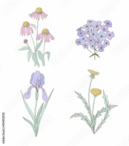 Set of vector isolated Flowers. Wild and garden flowers are dandelion, phlox, echinacea and iris.