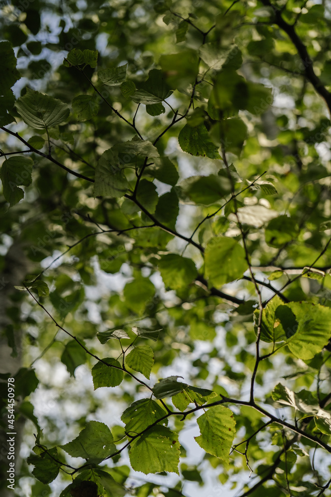 Birch branch as a beautiful natural background.