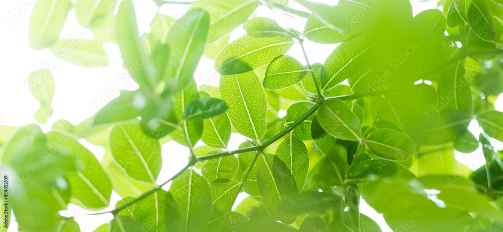 green leaves natural background wallpaper, texture of leaf, leaves with space for text 
