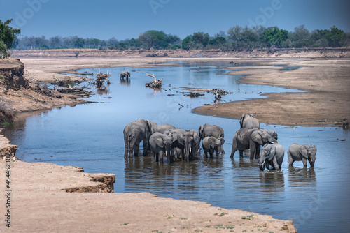 Elephants wading and bathing in the Luangwa River photo