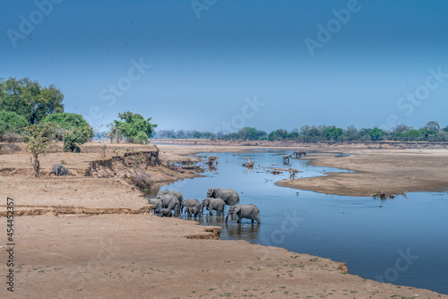 Elephants wading and bathing in the Luangwa River