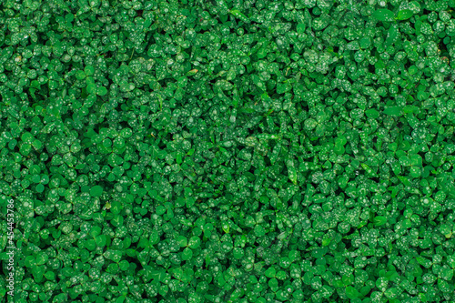 Green natural grass clover with rain drops.