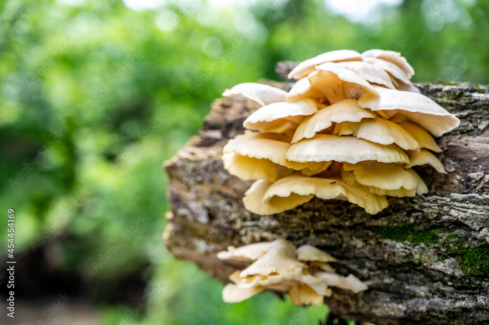 White Oyster Mushrooms growing on a decaying log in a forest White Oyster Mushrooms growing on a decaying log in a forest